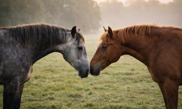 Лошади начинают приветствие с обнюхивания ноздрей