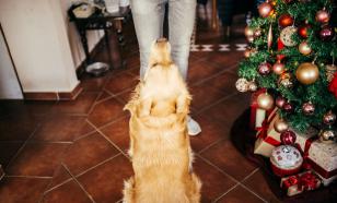 Школьница в США избежала диабетической комы благодаря своей собаке