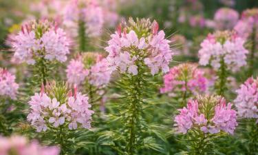 Никотиану следует сеять в январе для продления летнего цветения