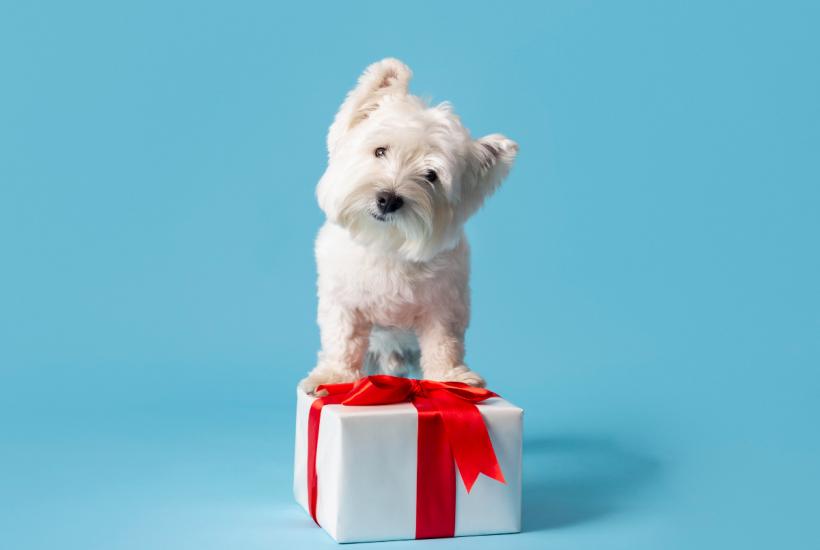 Собака в подарок