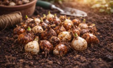 Луковицы сгниют ещё до клумбы: критическая ошибка при весенней подготовке