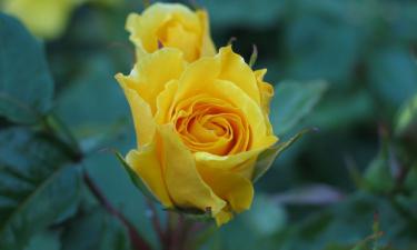 Этот напиток спасает не только настроение — ваши розы скажут спасибо