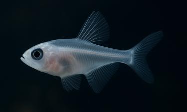 Прозрачная рыба, которая тает на воздухе: одна из загадок Байкала, не поддающаяся логике