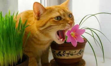 Домашние джунгли под угрозой: почему кот превращает ваш подоконник в буфет