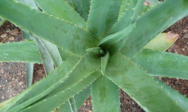 Вырастить алоэ вера легко: советы и лайфхаки для домашнего ухода