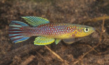 В Боливии нашли живую рыбу Moema claudiae после 20 лет поисков — соавтор Литц