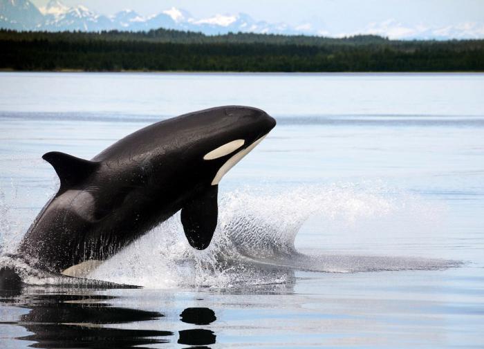 Российские ученые расследуют загадочный случай с выброшенной на берег косаткой