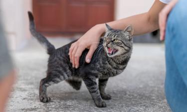 Ваш кот считает вас своей собственностью: жест, который принимают за ласку, на самом деле — метка