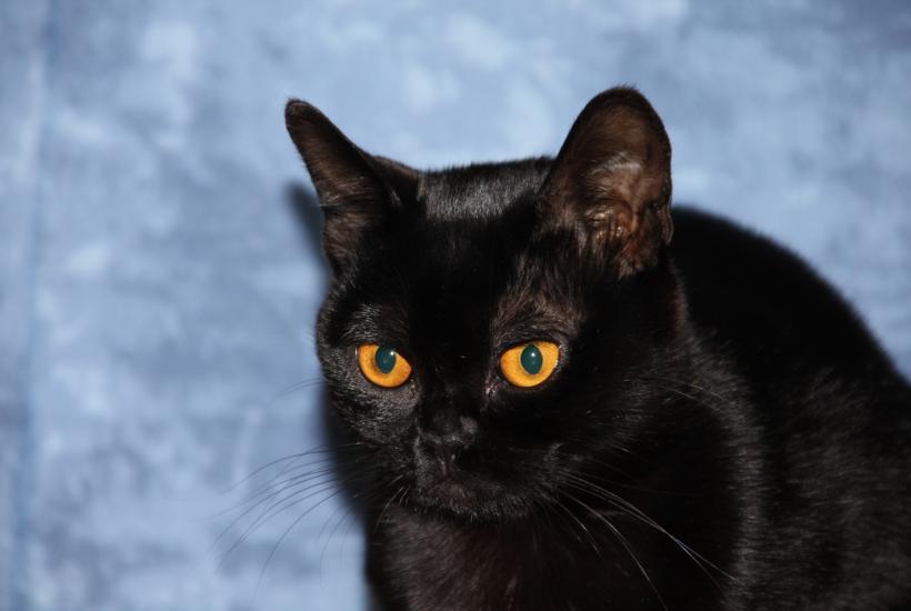 Черная кошка Черная кошка