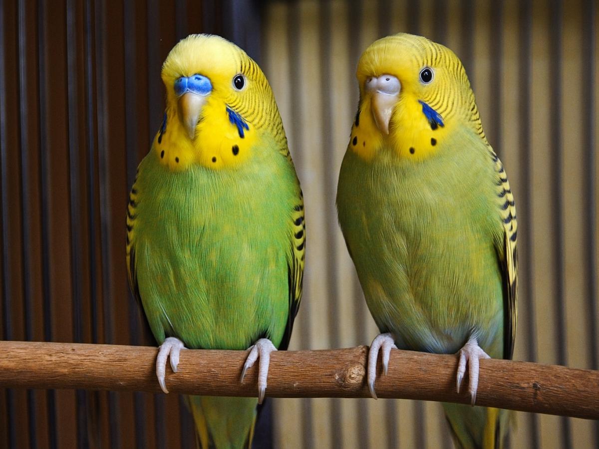 Біреудің əйелін силау порно Ямайкалық гедонистер порно видео