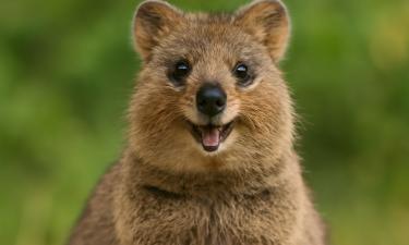 Улыбка квокки связана с расслаблением мышц после жевания