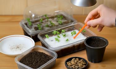 Январский посев цветов на рассаду позволяет получить цветение через 5–6 месяцев