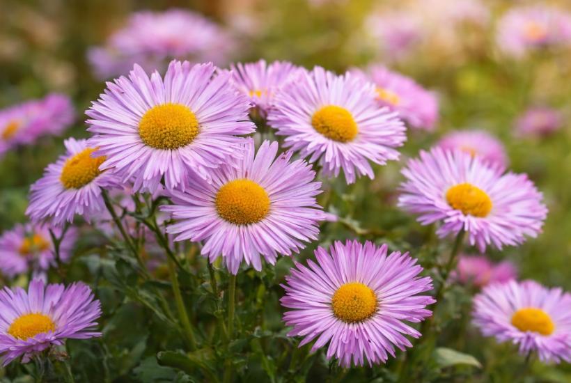 Цветы эригерона