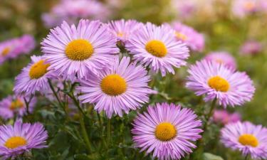 Эригерон формирует ромашковидные соцветия с узкими лепестками