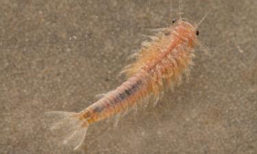 В пустыне Лут нашли новый вид ракообразных — энтомолог Раджаи