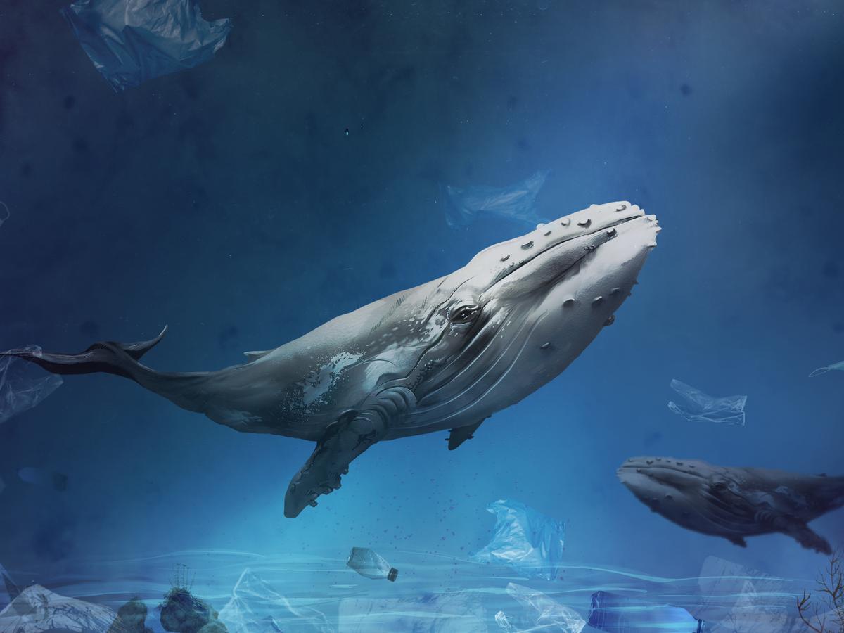 Клетки кита сохраняют защиту от раковых мутаций  морские биологи