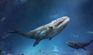 Клетки кита сохраняют защиту от раковых мутаций — морские биологи