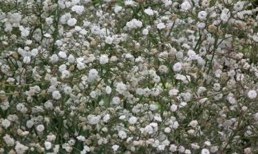 Гипсофила сохраняет декоративность при минимальном уходе — Ciceksel