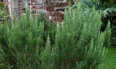 Мульча слоем до 15 см защищает корни розмарина от промерзания