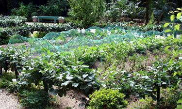 Для подкормки растений рекомендуют использовать золу от дров и ботвы