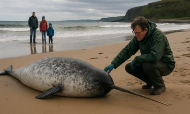 Редкое появление арктического нарвала у берегов Ирландии зафиксировали в NPWS