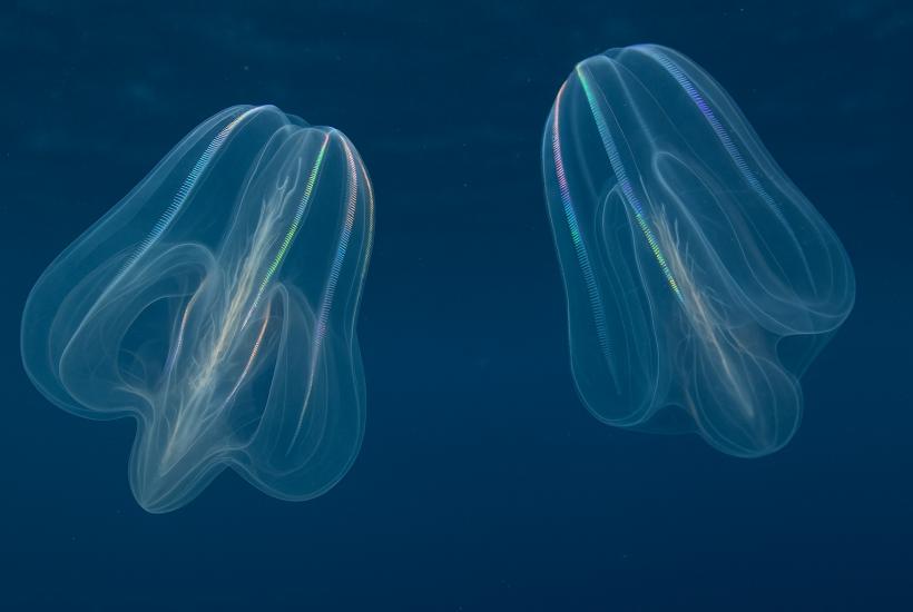 Гребневики в воде