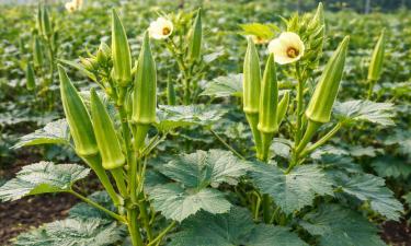 Восточная гостья обжилась в теплице: овощ, который даёт урожай стабильно и без капризов