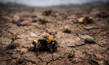 Мороз выбил гул из ульев: названа цена спасения миллионов пчелиных семей