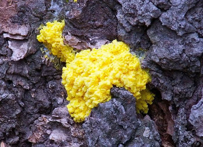 Сибирские учёные открыли новый гриб-слизевик