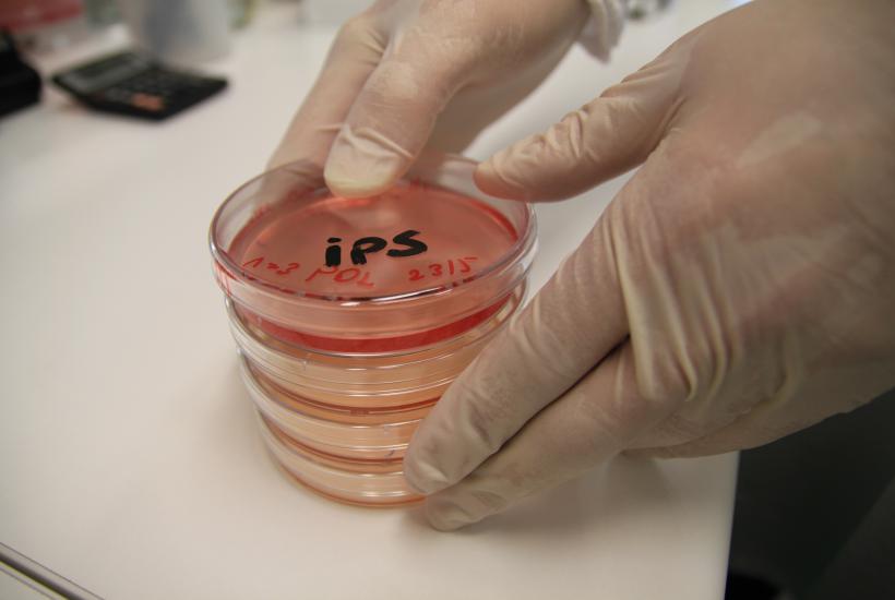 CSIRO Science сфотографировала 1521 iPS-клетку в лаборатории CSIRO Science сфотографировала 1521 iPS-клетку в лаборатории