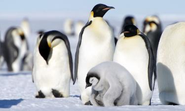 Антарктида ускоряется: пингвины сбились с ритма и подают опасный сигнал миру