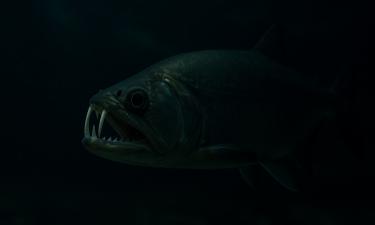 Хищник из другой эры: рыба-вампир, ставшая живым кошмаром тропических рек