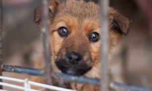 Продажу домашних животных запретили в Мексике