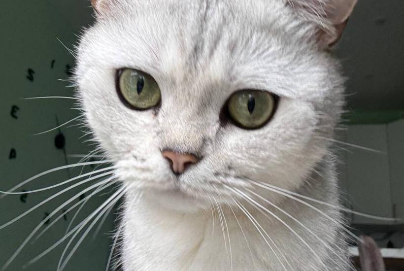 Шотландская прямоухая кошка