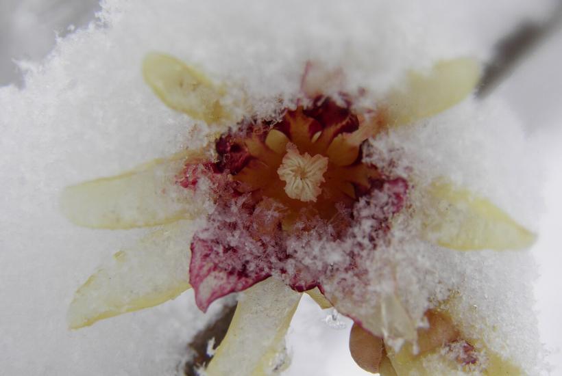 Химонантус