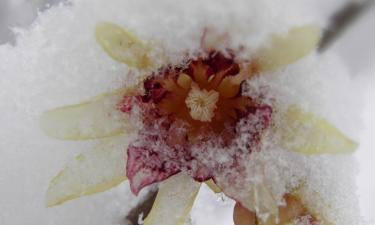 Ледяные структуры отражают изменение погодных условий — Сiceksel