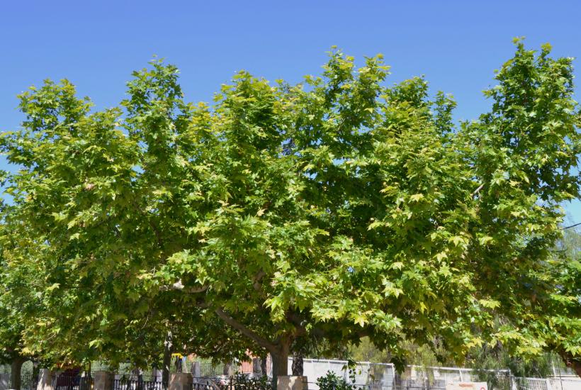 Клен платан