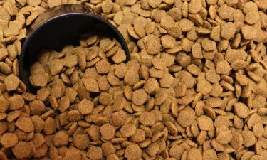 Сухой корм для собак подешевел на 17,2% за год — исследование
