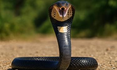 Быстрее моргания и — невероятная точность: как змеи кусают, чтобы выжить