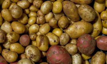 Оптимальные сроки сбора картофеля в августе и сентябре зависят от сорта