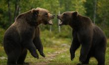 Гризли и бурый медведь: в чём разница между американцем и нашим Топтыгиным