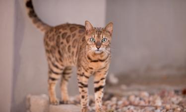 Бенгальские кошки жили рядом с китайцами 5000 лет назад — Cell Genomics