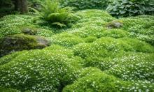 Изумруд под ногами всё лето: этот почвопокровник создаёт эффект 3D-сада