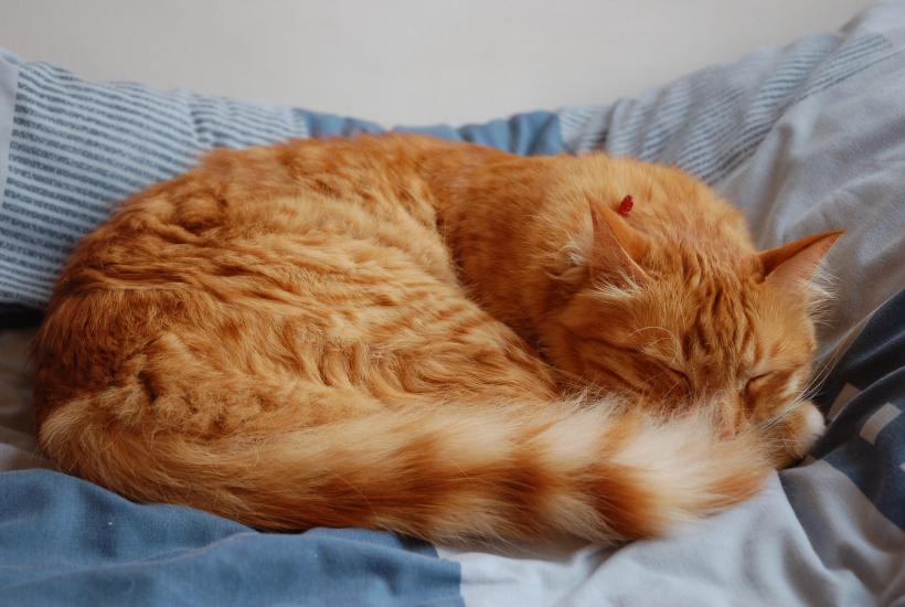 кошка прячет нос