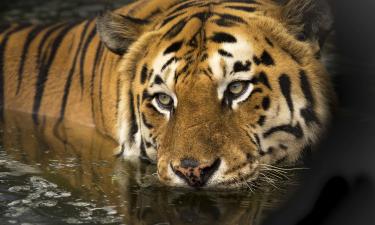 35 километров, которые не смогли пройти тигры: тайна линии, разделившей Землю навсегда