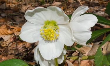 Рождественская роза прожила на одном месте до 25 лет — Mein Schoener Garten