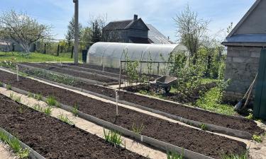 Опрыскивание борной кислотой улучшает цветение и завязь