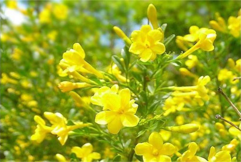 Желтый жасмин