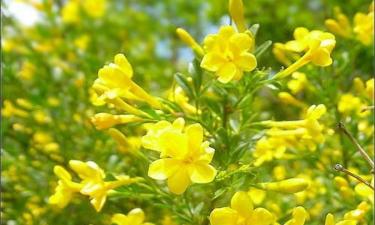 Зимний жасмин зацвел в разгар зимы на голых побегах — Mein Schoener Garten