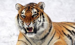 В Приморье не могут поймать тигра-убийцу: загрыз 28 собак